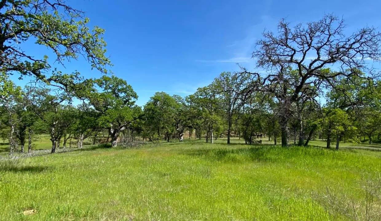 Oak-covered Northern California acreage